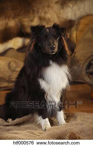 shetland sheepdog black and white