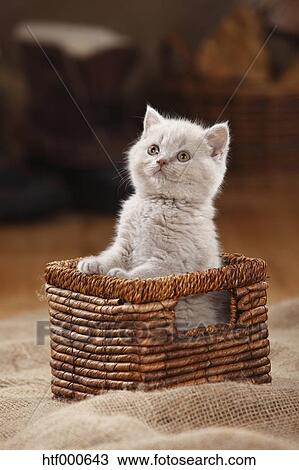 British Shorthair Cat Kitten Lilac In Basket Stock Image