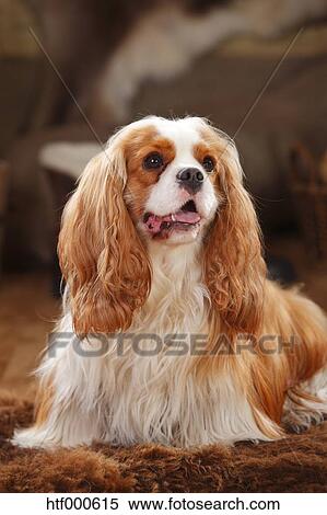 large cavalier king charles spaniel