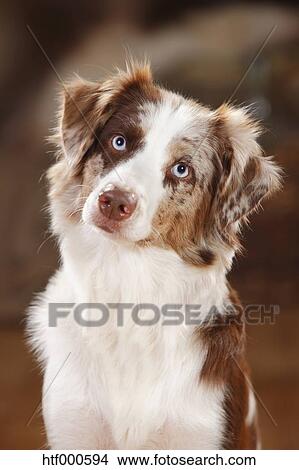 red merle