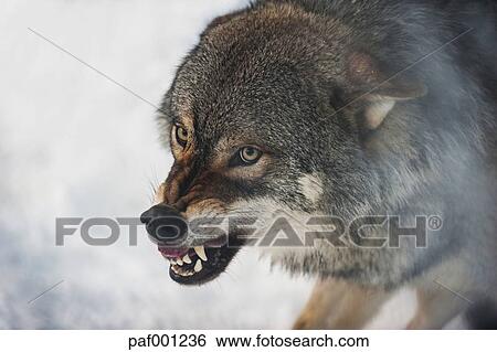 ノルウェー Bardu 狼 歯をむき出す 画像コレクション Paf Fotosearch
