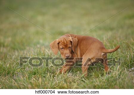 Magyar Vizsla Hungarian Short Haired Pointing Dog Puppy On