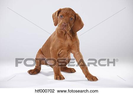 Magyar Vizsla Hungarian Short Haired Pointing Dog Puppy Stock