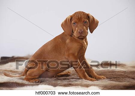 Magyar Vizsla Hungarian Short Haired Pointing Dog Puppy Stock