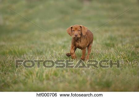 Magyar Vizsla Hungarian Short Haired Pointing Dog Puppy Running