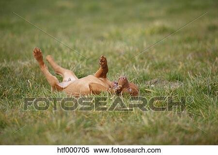 Magyar Vizsla Hungarian Short Haired Pointing Dog Puppy Rolling