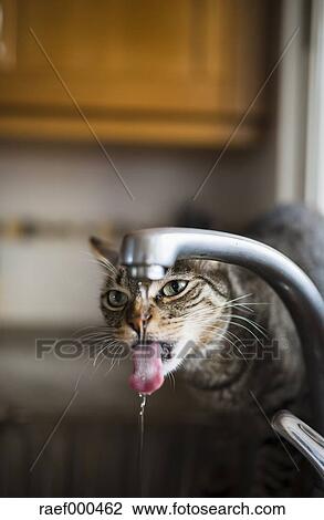 Tabby Cat Drinking Water From The Faucet In The Kitchen Stock