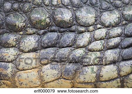 nile crocodile skin