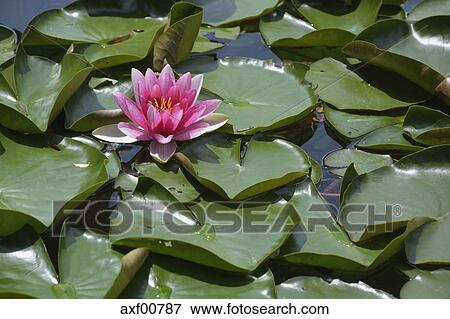 すべての美しい花の画像 最高の色水 花