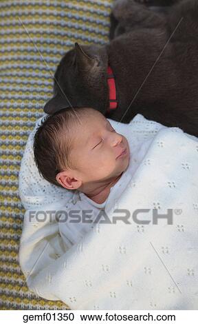 Newborn Baby Girl Sleeping On The Couch Next To A Gray Cat Stock