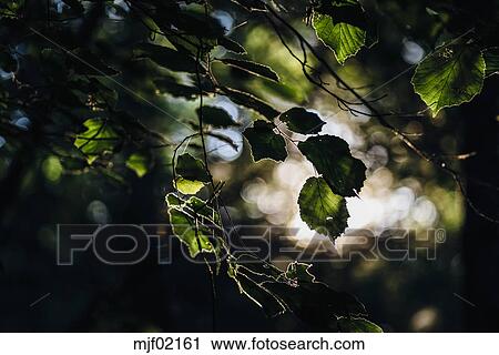 小枝 の ハシバミの木 において バックライト ストックイメージ Mjf Fotosearch
