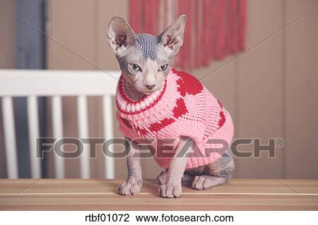 Portrait De Sphynx Chat Sur Table Porter Rose Pull Over Banque D Image Rtbf Fotosearch