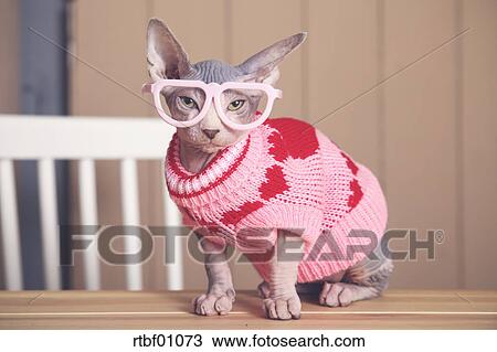 Portrait De Sphynx Chat Sur Table Porter Rose Pull Over Et Lunettes Droles Banque D Image Rtbf Fotosearch