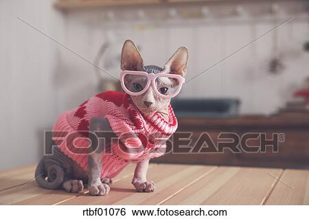 Portrait De Sphynx Chat Sur Table Porter Rose Pull Over Et Lunettes Droles Banque De Photographies Rtbf Fotosearch