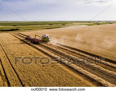 セルビア Vojvodina コンバイン収穫人 上に A フィールド の 小麦 空中写真 ストックイメージ Nof Fotosearch