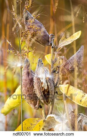 Asclepias Speciosa Seidenpflanze Aus Nordamerika Herbst