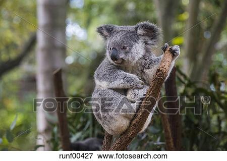 Australia Brisbane Lone Pine Koala Sanctuary Portrait Of Koala