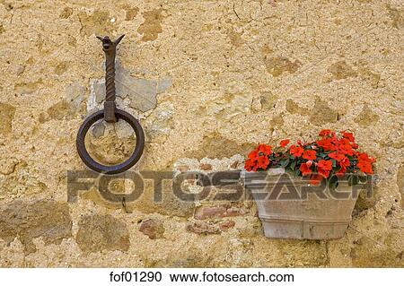 Italien, toscana, blütenbuchsbaum, und, eisen, ring, auf, steinmauer