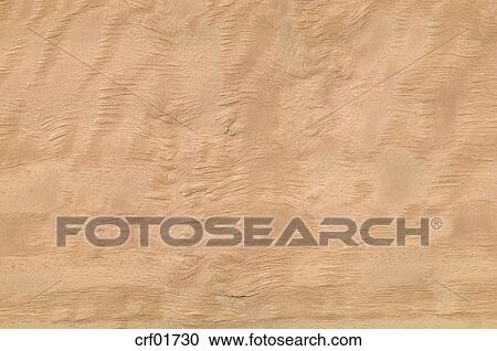 Wood Surface Eucalyptus Wood Eucalyptus Spp Full Frame Stock