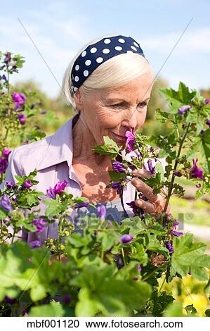 Allemagne Saxe Femme Aînée Sentir Les Fleur Banque Dimage