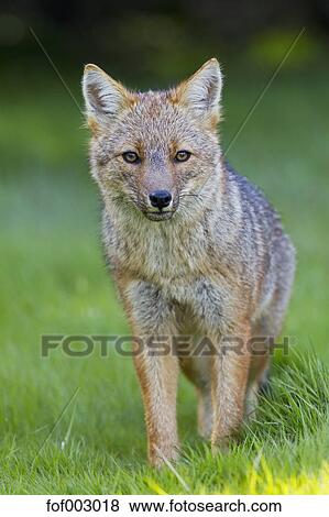 南アメリカ アルゼンチン 南アメリカ人 灰色 キツネ 中に Tierra Del Fuego 国立公園 写真館 イメージ館 Fof Fotosearch