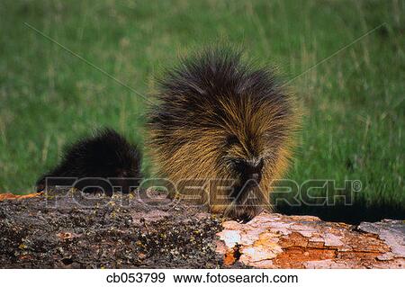 Stock Photograph of Porcupine Mother and Baby Eating Tree Bark cb053799 ...