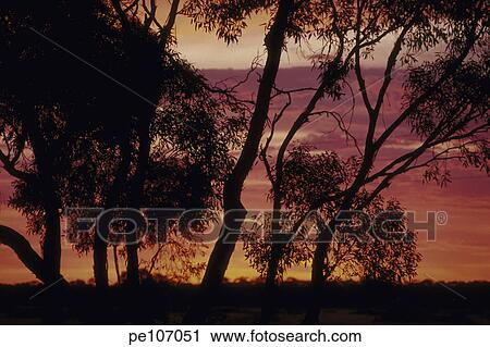 Stock Image - background, black, branch, cloud, dark, eucalypt, gum. Fotosearch