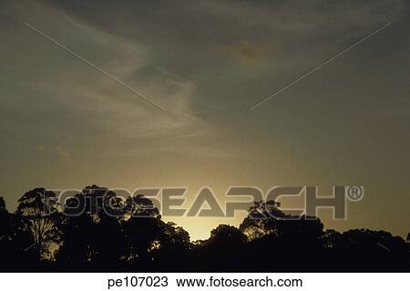 background, cloud, contrast, forest, gold, horizon, nature View Large Photo Image Stock Image - background, cloud, contrast, forest, gold, horizon, nature. Fotosearch