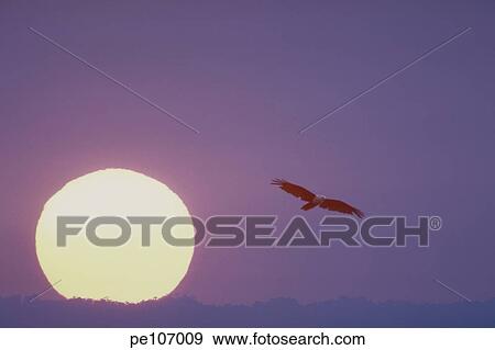 climbing, background, blue, bird, beauty, cloud, animal View Large Photo Image Stock Photo - climbing, background, blue, bird, beauty, cloud, animal. Fotosearch