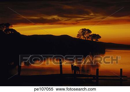 coast, background, cloud, black, beauty, contemplation, animal View Large Photo Image Stock Photography - coast, background, cloud, black, beauty, contemplation, animal. Fotosearch