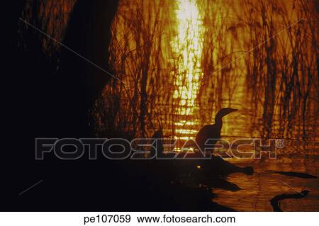 dark, background, contrast, bird, beauty, gold, animal View Large Photo Image Stock Photo - dark, background, contrast, bird, beauty, gold, animal. Fotosearch
