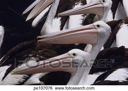 dark, background, contrast, black, bird, day, animal View Large Photo Image Stock Photograph - dark, background, contrast, black, bird, day, animal. Fotosearch