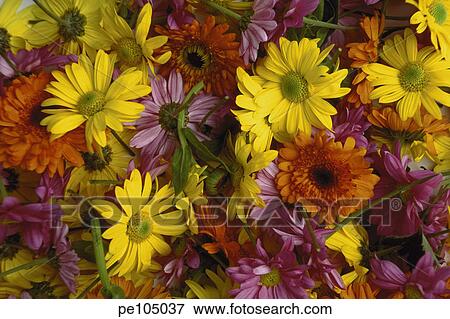 Stock Photo - background, beauty, flower, happy, indoor. Fotosearch