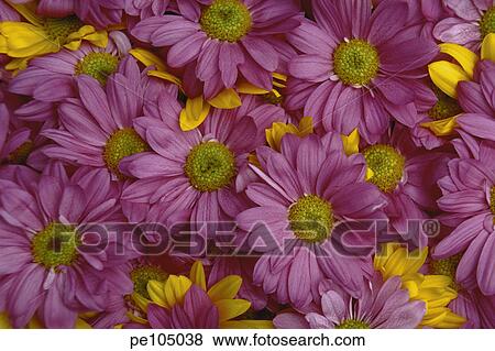 background, beauty, flower, happy, indoor, nature View Large Photo Image Stock Photo - background, beauty, flower, happy, indoor, nature. Fotosearch