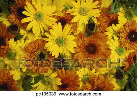 Stock Photo - background, beauty, flower, happy, mixed, nature, orange. Fotosearch