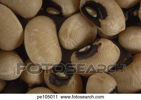 equality, background, dark, black, bean, eye, agriculture View Large Photo Image Stock Image - equality, background, dark, black, bean, eye, agriculture. Fotosearch