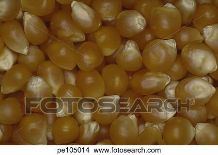 farm, background, equality, corn, contrast, food, agriculture View Large Photo Image Picture - farm, background, equality, corn, contrast, food, agriculture. Fotosearch