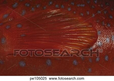 fin, animal, dark, cod, background, fish, abstract View Large Photo Image Stock Photography - fin, animal, dark, cod, background, fish, abstract. Fotosearch