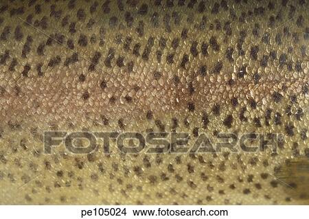 food, animal, fish, fin, background, indoor, abstract View Large Photo Image Picture - food, animal, fish, fin, background, indoor, abstract. Fotosearch