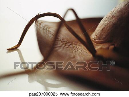 Stock Photography - Leather hat, close-up.. Fotosearch