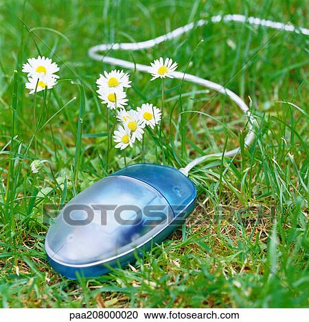 Computer mouse on grass next to flowers View Large Photo Image Stock Image - Computer mouse on grass next to flowers. Fotosearch