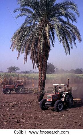 Tractors Ploughing at Luxor in Egypt View Large Photo Image Stock Image - Tractors Ploughing at Luxor in Egypt. Fotosearch