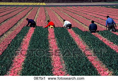 Stock Image - Workers Removing Heads of Hyacinth Plants in a Bulb Field The Netherlands. Fotosearch