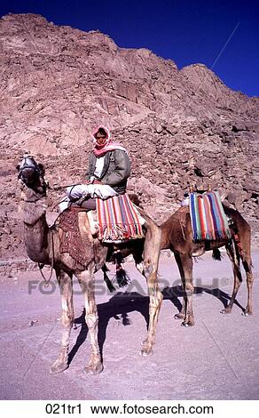 Stock Image - Bedouin on a Camel Sinai Egypt. Fotosearch