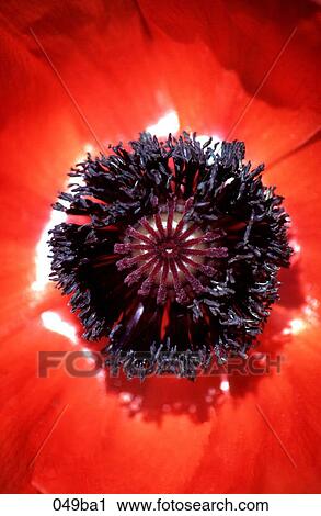Centre of Red Poppy View Large Photo Image Stock Image - Centre of Red Poppy. Fotosearch