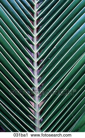Coconut Palm Leaf The Philippines View Large Photo Image Stock Image - Coconut Palm Leaf The Philippines. Fotosearch