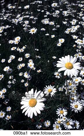 Daisies View Large Photo Image Stock Image - Daisies. Fotosearch