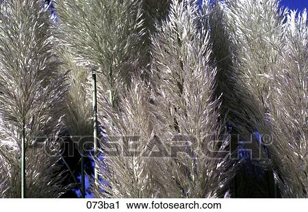 Stock Image - Detail of Papyrus Bush. Fotosearch