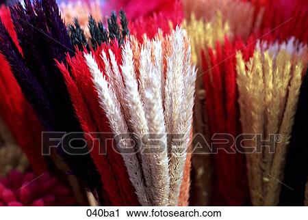 Dried Flowers View Large Photo Image Stock Image - Dried Flowers. Fotosearch