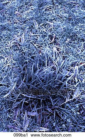 Stock Image - Frozen Clump of Grass. Fotosearch